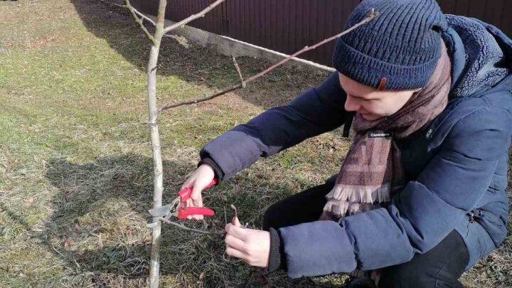 В рамках республиканской акции «Сад надежды»