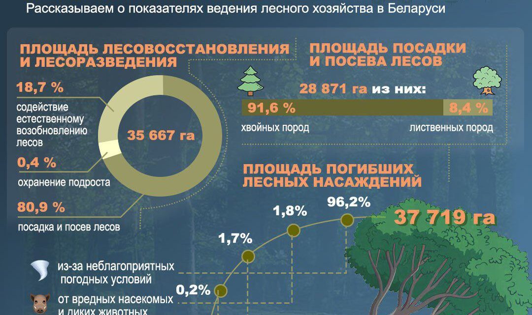 Лес – богатство Беларуси! Лес – богатство Беларуси!