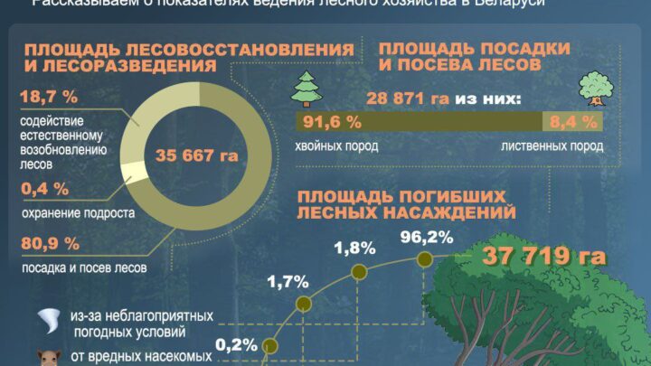  Лес – богатство Беларуси!