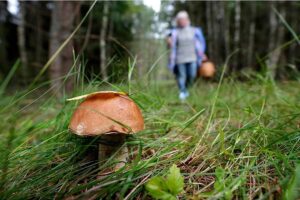 В летнюю пору увеличивается количество посещающих лес