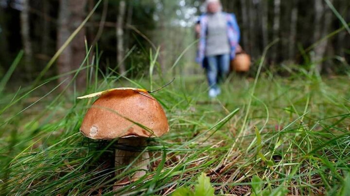В летнюю пору увеличивается количество посещающих лес