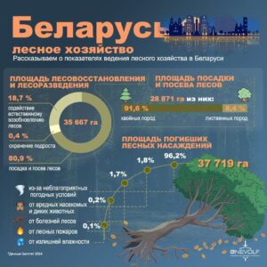  Лес – богатство Беларуси!